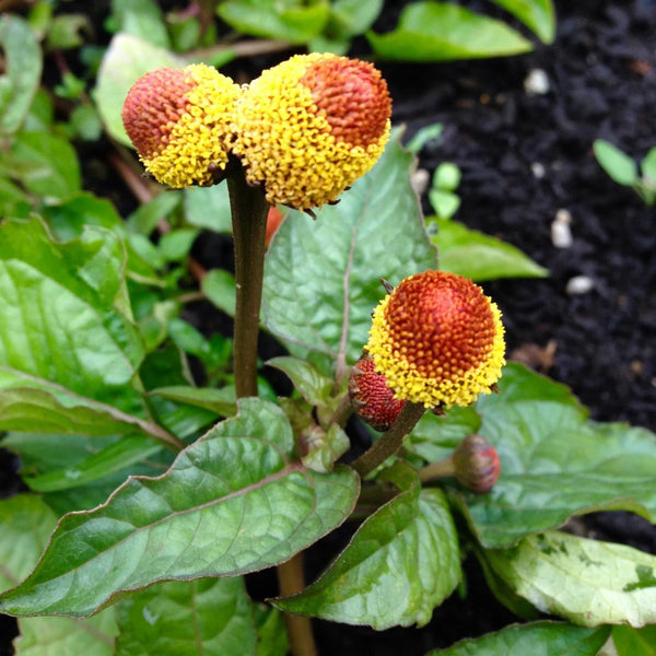 Jambu flower, Spilanthes acmella